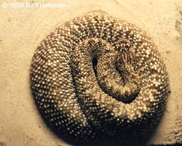Crotalus vegrandis Bild01